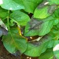 How to deal with late blight on potatoes, description and treatment of the disease