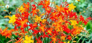 Description and features of growing Japanese gladioli, planting and care