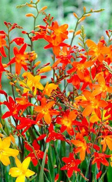 A japán gladioli termesztésének leírása és jellemzői, ültetés és gondozás