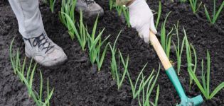 Technology for growing and caring for winter garlic in the open field