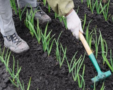 Tecnología para el cultivo y cuidado del ajo de invierno en campo abierto