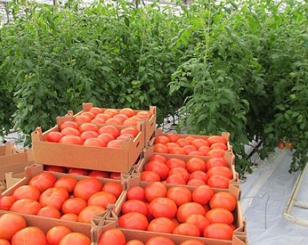 Caractéristiques et description de la variété de tomate Summer Garden