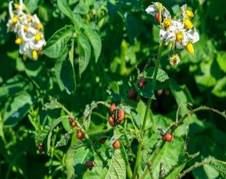 Description of potato pests, treatment and control