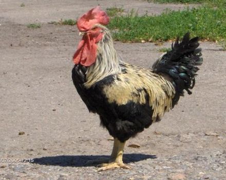 Description de la race bruyante de poulets Yurlovskaya et règles d'entretien