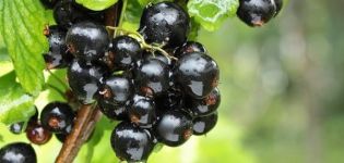 Comment nourrir les raisins de Corinthe en automne, au printemps et en été pour une meilleure récolte