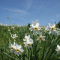 Classification, Description and Characteristics of the Top 40 Varieties and Species of Daffodils