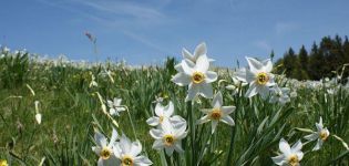 Classification, Description and Characteristics of the Top 40 Varieties and Species of Daffodils