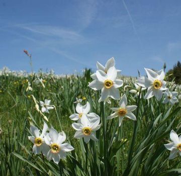 Classification, description et caractéristiques des 40 principales variétés et espèces de jonquilles