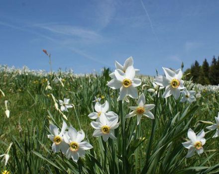 Classification, description et caractéristiques des 40 principales variétés et espèces de jonquilles