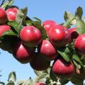 What varieties of apple trees are better to plant in the Urals, features of choice and characteristics of species