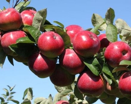 Quelles variétés de pommiers sont meilleures à planter dans l'Oural, caractéristiques de choix et caractéristiques des espèces