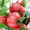 Characteristics and description of the tomato variety Raspberry miracle, its yield