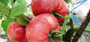 Kenmerken en beschrijving van het tomatenras Raspberry wonder, de opbrengst