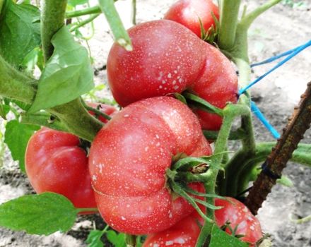 Characteristics and description of the tomato variety Raspberry miracle, its yield