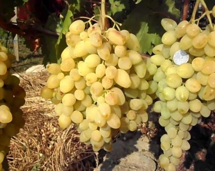 Description and characteristics of the long-awaited grape variety, yield and cultivation