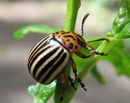 Comment se débarrasser définitivement du doryphore de la pomme de terre, son apparence et ses moyens de contrôle