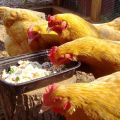 A simple recipe on how to increase egg production at home