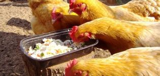 A simple recipe on how to increase egg production at home