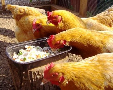 A simple recipe on how to increase egg production at home