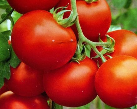 Characteristics and description of tomato varieties Polar early ripening and Polyarnik, their yield