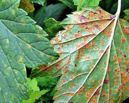 Measures to combat rust on currants, treatment with drugs and folk remedies