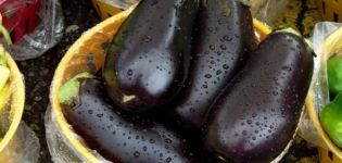 Beskrivelse og egenskaber for aubergine Vera, udbytte, dyrkning og pleje