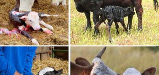 Rules for caring for calves at home and possible diseases of young animals