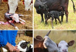 Reglas para el cuidado de terneros en casa y posibles enfermedades de los animales jóvenes.