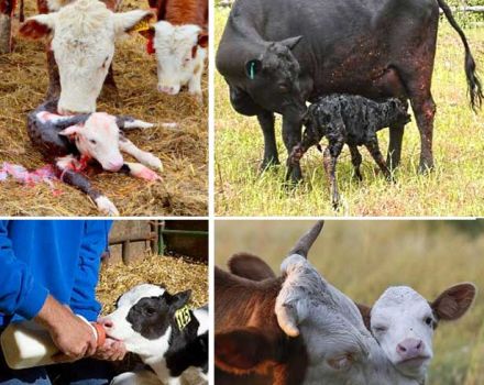 Règles pour prendre soin des veaux à la maison et maladies éventuelles des jeunes animaux