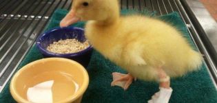 Qué hacer en casa si un pato tiene una pierna torcida o rota y síntomas