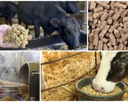 What is brewer grains, the pros and cons of using as feed for cattle