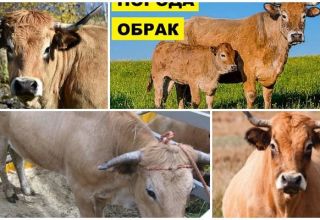 Description and characteristics of obrak cows, rules for their maintenance