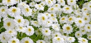 Description et caractéristiques du chrysanthème vierge, 8 meilleures variétés et leur culture