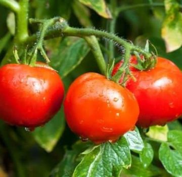 Descripción de la variedad de tomate que crece en sí, sus características y rendimiento.