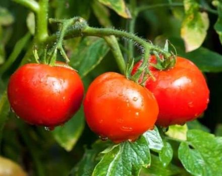 Penerangan mengenai varieti tomato itu sendiri tumbuh, ciri dan hasilnya