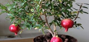 Rules for planting and caring for indoor pomegranate and methods of growing at home