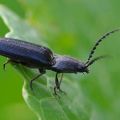 Penerangan dan bertarung dengan kumbang clicker (wireworm) pada kentang