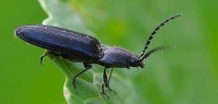 Popis a bojujte s broukem klikatým (wireworm) na bramborách