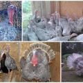 Description of blue slate turkeys and characteristics of the breed, breeding