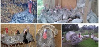 Description of blue slate turkeys and characteristics of the breed, breeding