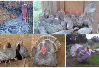 Description of blue slate turkeys and characteristics of the breed, breeding