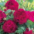 Description of the best varieties of English roses, growing and care, reproduction