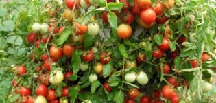 Caractéristiques et description de la variété de tomate Babushkina pride, son rendement