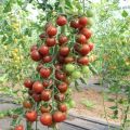 Characteristics and description of the tomato variety Spasskaya Tower, its yield