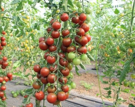 Caractéristiques et description de la variété de tomate Spasskaya Tower, son rendement