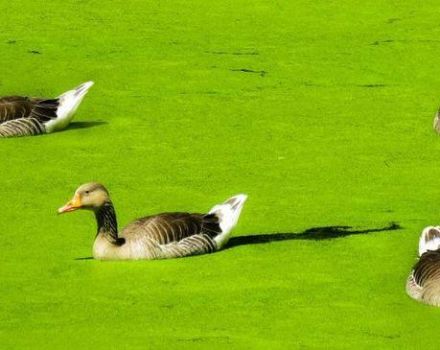 Manfaat duckweed untuk memberi makan itik, pada usia berapa dan bagaimana memberikannya dengan betul