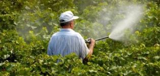 Instrucciones para el uso de fungicidas para uvas y las mejores preparaciones.