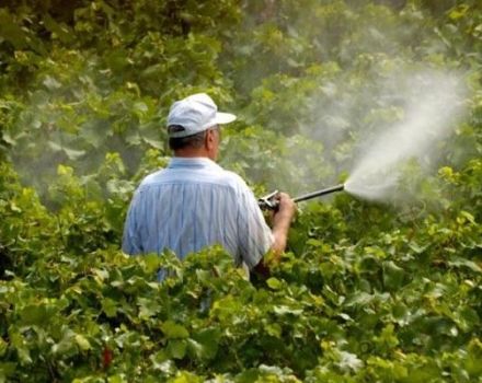 Vynuogių fungicidų ir geriausių preparatų naudojimo instrukcijos