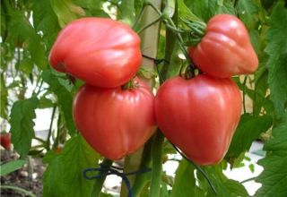 Caractéristiques et description de la variété de tomate Tolstushka, son rendement