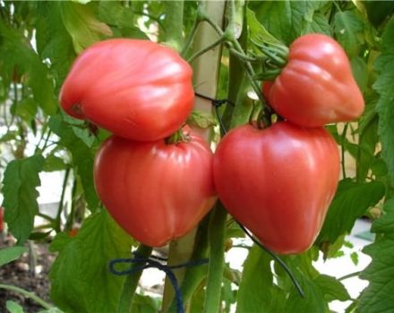 Características y descripción de la variedad de tomate Tolstushka, su rendimiento.